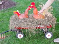 Did Your Pumpkin Become a Rooster?