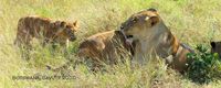 Lion cubs. Savute, Botswna