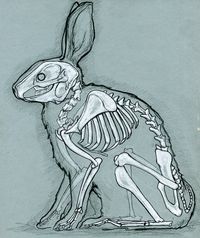 skeleton of a bunny