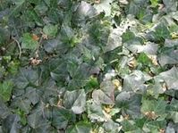 Hedera canariensis