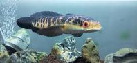 Bullseye snakehead (Channa marulius ) great snakehead - Google Search