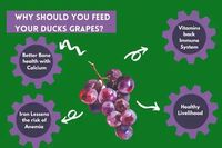 Why Should You Feed Your Ducks Grapes?