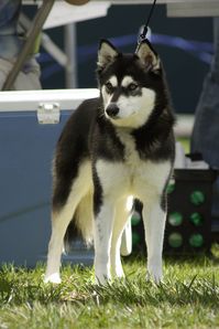 Maggie | UKC show hosted by the Alaskan Klee Kai Association… | Flickr