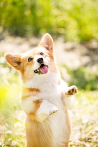 Looking for a dose of Corgi cuteness? Check out this adorable Corgi pic that will melt your heart! Perfect for Corgi lovers and dog enthusiasts alike. 🐶❤️ #CorgiPics #DogLovers #CuteDogs #CorgiLife #CorgiCare