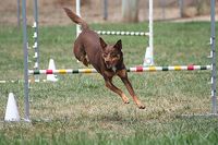 Kelpie