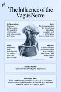 The vagus nerve is the longest cranial nerve in the body and a key player in the parasympathetic nervous system 🌿, which is responsible for the "rest and digest" functions. It runs from the brainstem to various organs, including the heart, lungs, and digestive system, playing a crucial role in maintaining balance in the body.  Stimulating the vagus nerve through practices like deep breathing, meditation, or cold exposure 🌬️🧘‍♀️❄️ can help improve both physical and mental well-being!