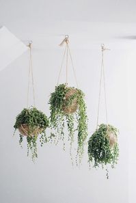 Okay so I have two baby versions of this plant but I don't think we're allowed to hang anything from the ceiling!