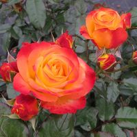 Rosa Oso Easy En Fuego™ Rose