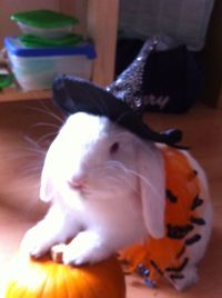 Baby bunny excited for Halloween dressed up