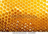 unfinished honey making in honeycombs - stock photo