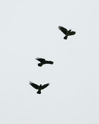 Download free non-stock photo of Black crows in high resolution.