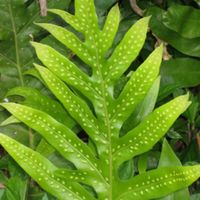 I'd have an entire grove of laua'e ferns, my favorite ferns.