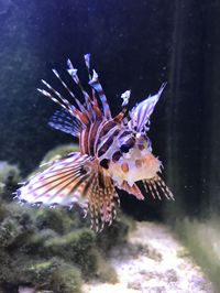 Fuzzy Dwarf Lionfish