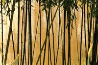 Growing and using bamboo on the homestead