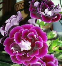 Gloxinia.