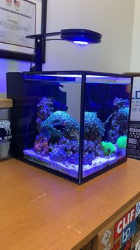 My office nano reef - 6 months later! - ReefTank