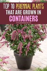 Top 10 Perennial Plants That Are Grown In Containers