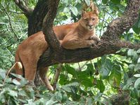 A onça-parda é considerada o segundo maior felino do Brasil. O crescimento urbano tem contribuído com o risco de extinção da espécie, visto que dessa forma, houve a diminuição de seu habitat e de suas presas. De acordo com a publicação mais recente do Livro Vermelho do ICMBio (2016), a onça-parda está classificada com risco vulnerável de extinção.