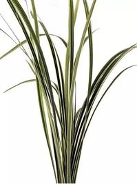 Quick Snap Our wholesale Lily Grass is a great decorative filler for floral arrangements and bouquets. This delicate filler grass has cream stripes running down its long slender blades. It is fresh cut and has a long lasting vase life. An affordable and stylish greenery for centerpieces and floral designs. This product can be shipped next day when you order Monday-Wednesday before 10am EST. This foliage is available all year round. Foxtail Foliage comes packed in 10 stems per bunch. The stem len