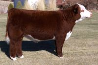 VIN-MAR TCC BPF RED BARON 338 • Cattle Visions • Premier Multi-Breed Online Semen Distributor