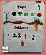 Tops And Bottoms!  Read the book and sort plants that grow above and below the soil!