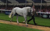 Burghley Horse Trials: one horse spun and scare for favourite at first trot-up [VIDEO] - Horse & Hound