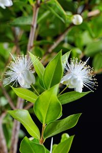 Dwarf Myrtle is a versatile and beautiful Mediterranean shrub that is sure to add a touch of elegance and charm to any garden. Dwarf Myrtle provides structure to both formal and informal landscapes and can help define your outdoor space year-round.Myrtus communis 'Compacta' is a compact form of True Myrtle, a plant with ancient traditions and symbolism throughout history as well as medicinal properties and culinary uses. Native to the Mediterranean region, this dwarf evergreen shrub has fragrant