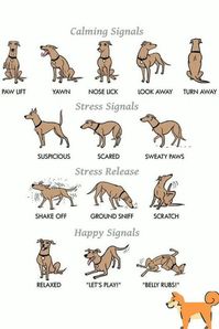 : Make Your Dog Smarter with These Fun Games and Activities! #dogtraining #dogbehavior