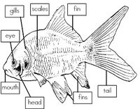 Mrs. Is Class: Label the Parts of a Fish (freebie)