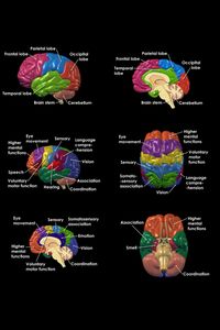 The parts of the brain control...