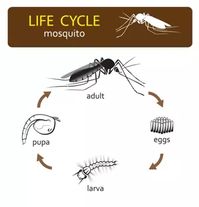 How Long do Mosquitos Live (Life Cycle of a Mosquito)