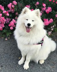 The 15 Happiest Samoyed Dogs Will Make Your Day - The Paws