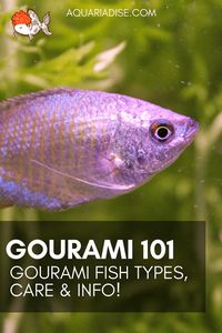 Gourami 101 | Gourami fish types & info!