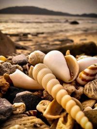 She_Sells_Sea_Shells_On_The_Sea_Shore :D