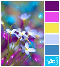 Bluets: Purple, Pink, Yellow, Pastel, Blue, Cyan - Colour Inspiration Pallet