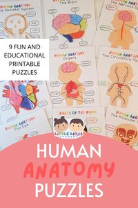 Introduce your little learner to human anatomy with our printable puzzles! In our bundle you'll learn with nine puzzles, some of which are heart anatomy printable, human organs printable, eye anatomy printable, brain anatomy printable, the ciruclatory system printable and more! Perfect for home preschool and as study guides.