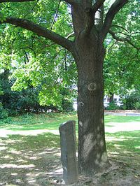 7000 Oaks – City Forestation Instead of City Administration - Land Art by Joseph Beuys. [With the help of volunteers, Beuys planted 7,000 oak trees over several years in Kassel, Germany, each with an accompanying basalt stone] 1962 -