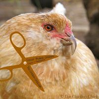 Scissor beak aka: Crossed beak- What it is and How to Manage It | The Chicken Chick®