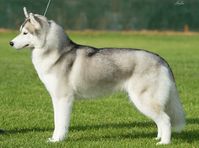 Siberian Husky | Australian Dog Lover