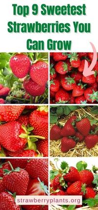 Want to grow the sweetest strawberries?! Check out this list where we present the sweetest strawberry varieties! With links to nurseries.