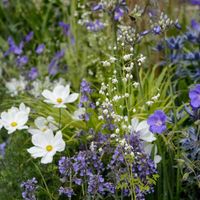 Eight plants to grow with cosmos