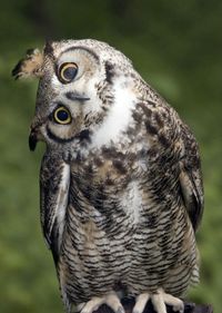 say what?! #owl