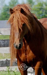 Canadian horse