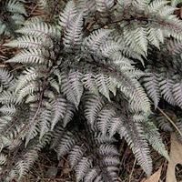 japanese painted fern - Google Search