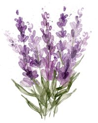 Flores de lavanda aisladas sobre fondo b... | Premium Photo #Freepik #photo #lavanda-flor #lavanda #flores-verdes #lavanda-acuarela