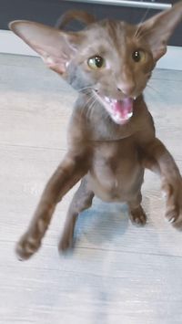 oriental kitten cinnamon oriental cat oriental shorthair ориентальная кошка oriental cat funny cats oriental oriental shorthair ориентал orientalcat oriental shorthair cats hobbikats kitten honking cat ориентальный кот ориентальные кошки meow ориентальные котята ориентальные кошки видео orientalshorthair ориентальная порода кот ориентал oriental cats gato oriental cat compilation ориенталы black oriental kitty siamese short haired orientalisch kurzhaar katze funny cat video cat aesthetic