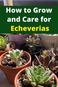 Here's how to grow and care for Echeveria succulents #Echeveria #Echeverias #EcheveriaSucculent #EcheveriaSucculents #succulents #indoorplants