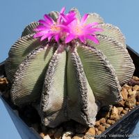 http://www.llifle.com/Encyclopedia/CACTI/Family/Cactaceae/4247/Aztekium_hintonii