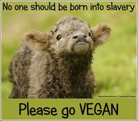 Go vegan