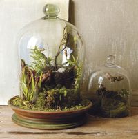 Terrarium